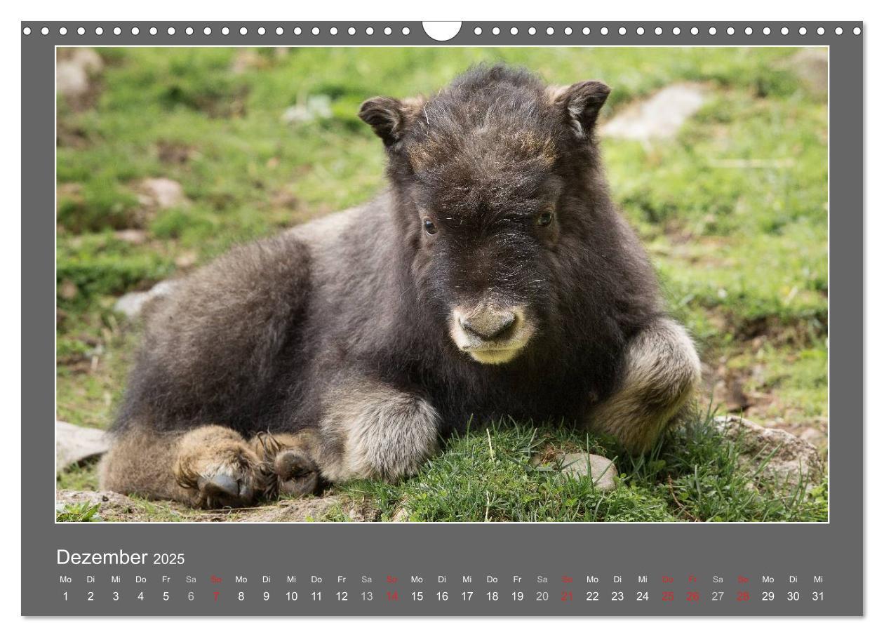 Bild: 9783435562893 | Tierbabys 2025 (Wandkalender 2025 DIN A3 quer), CALVENDO...