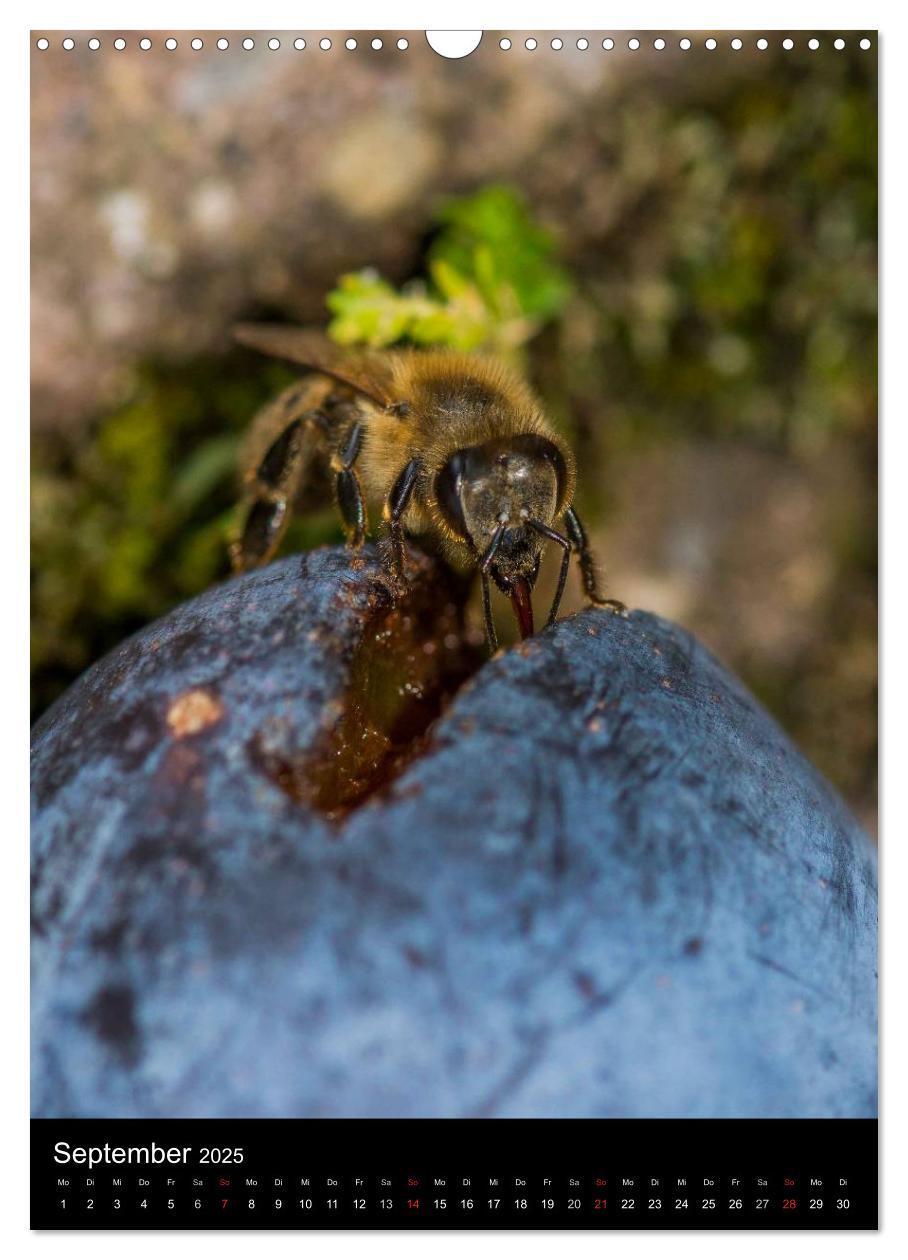 Bild: 9783457052532 | Bienenkalender (Wandkalender 2025 DIN A3 hoch), CALVENDO...