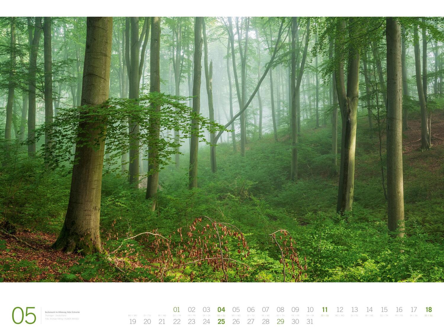 Bild: 9783838435152 | Wald - Ackermann Gallery Kalender 2025 | Ackermann Kunstverlag | 14 S.