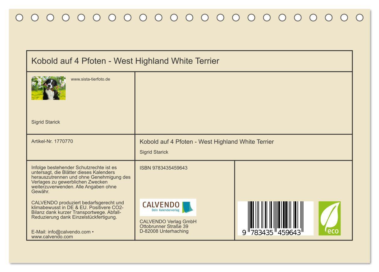 Bild: 9783435459643 | Kobold auf 4 Pfoten - West Highland White Terrier (Tischkalender...