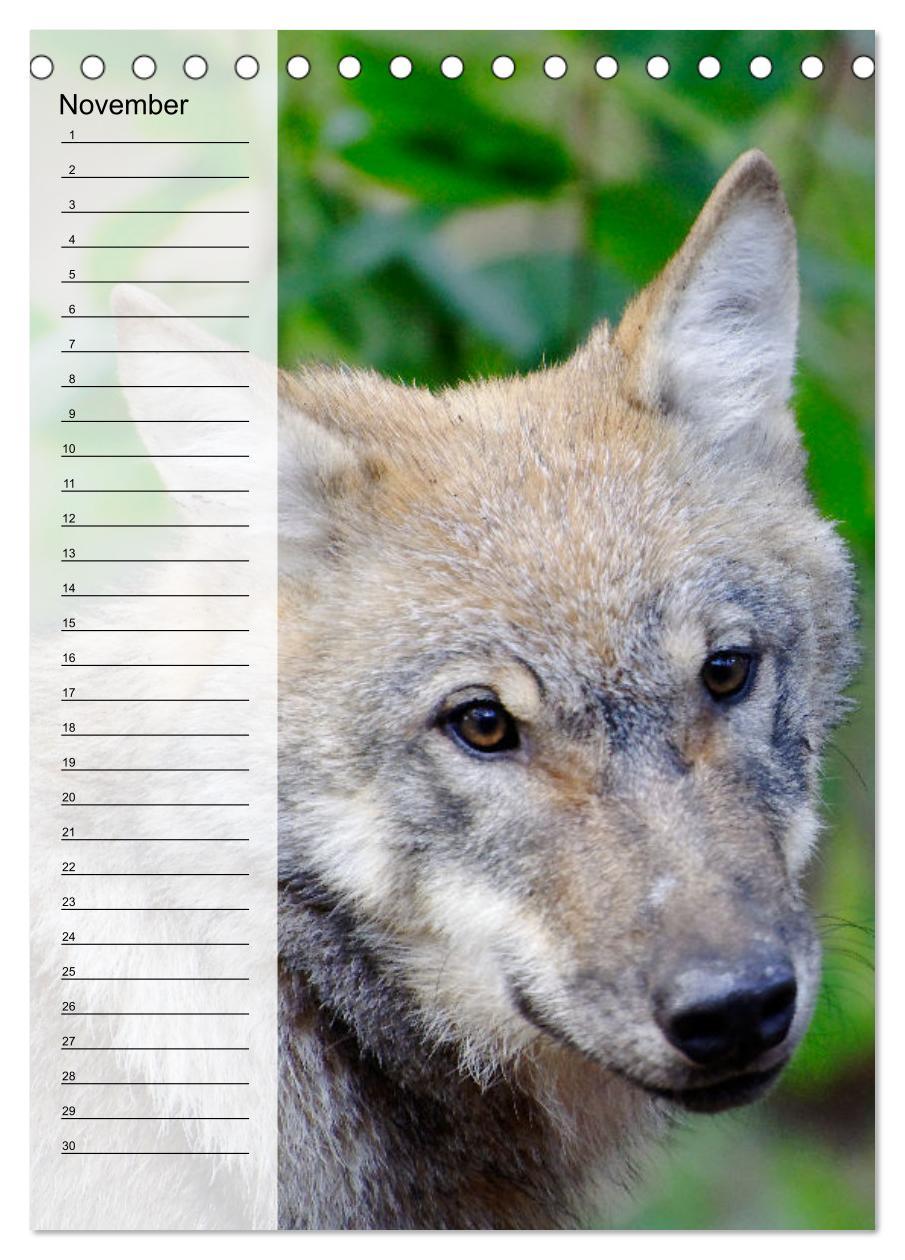 Bild: 9783435882335 | Der Wolf - Isegrim in den heimischen Wäldern - Kalender 2025...