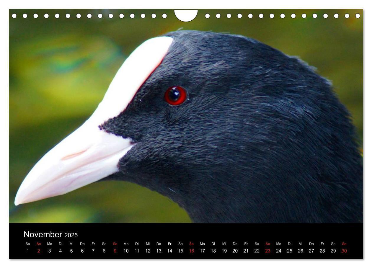 Bild: 9783435840779 | Das Leben der Enten (Wandkalender 2025 DIN A4 quer), CALVENDO...