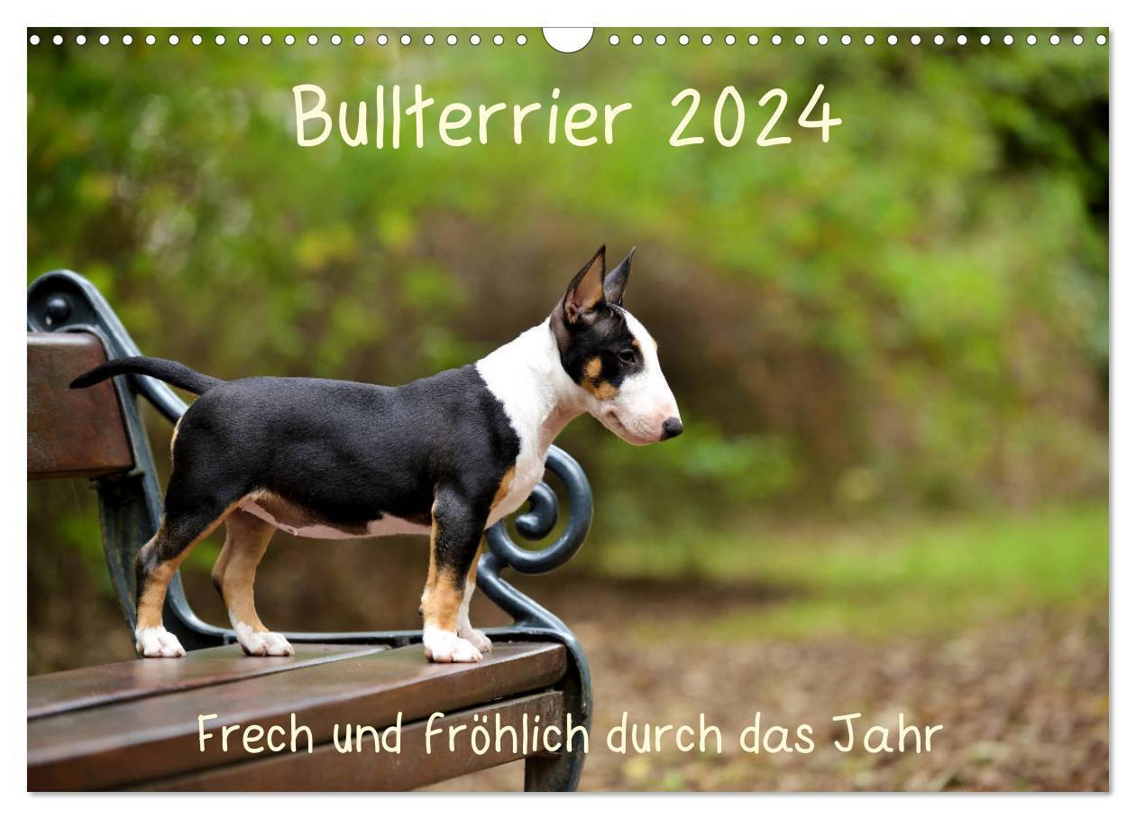Cover: 9783675456372 | Bullterrier 2024 Frech und fröhlich durch das Jahr (Wandkalender...