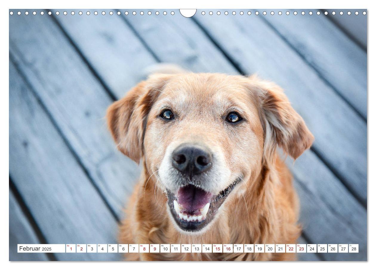 Bild: 9783435178087 | Golden Retriever Hailey Fotokalender (Wandkalender 2025 DIN A3...