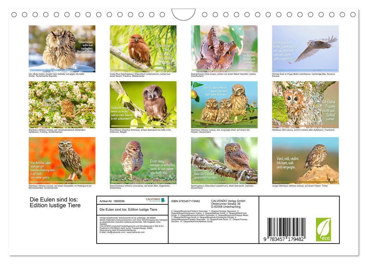 Bild: 9783457179482 | Die Eulen sind los: Edition lustige Tiere (Wandkalender 2025 DIN A4...