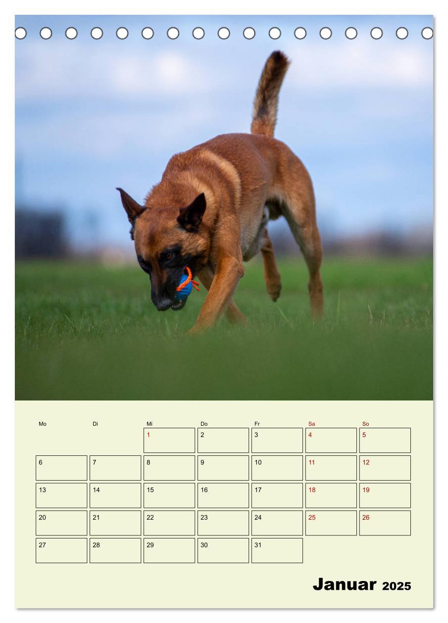 Bild: 9783435946143 | Malinois verlässliche Begleiter (Tischkalender 2025 DIN A5 hoch),...