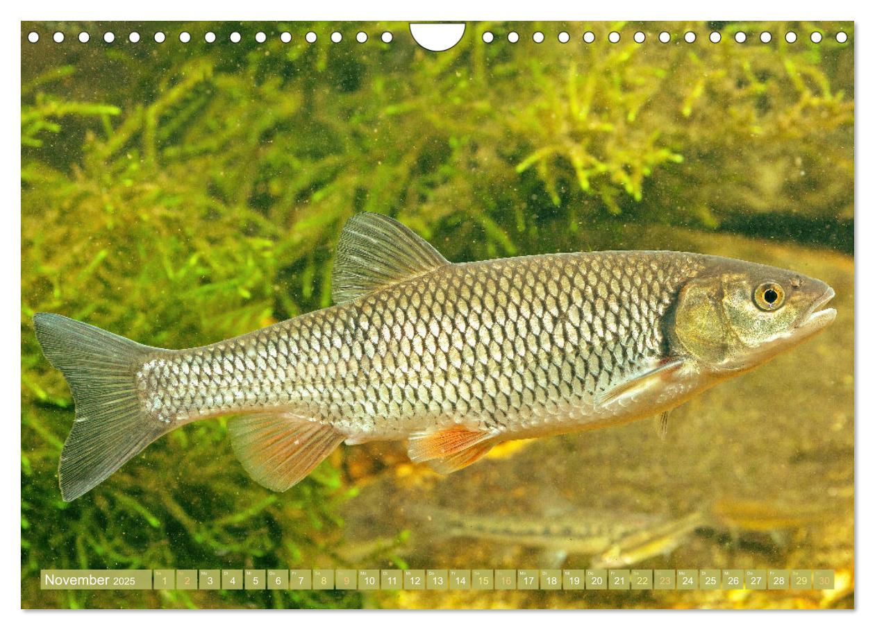 Bild: 9783383856891 | Fische in Teichen und Flüssen (Wandkalender 2025 DIN A4 quer),...