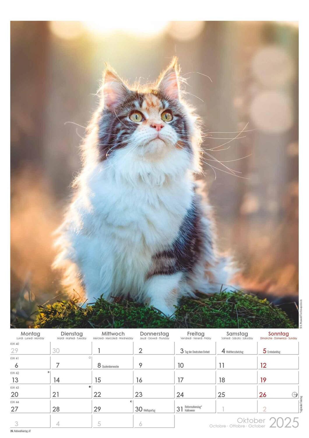 Bild: 4251732342012 | Tatzentiger 2025 - Bildkalender A3 (29,7x42 cm) - Curious Cats -...