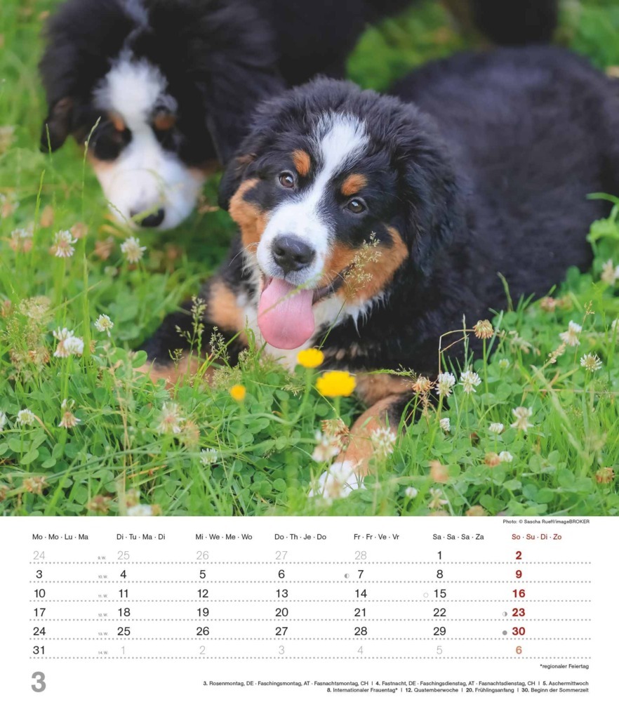 Bild: 4251732344405 | Niedliche Hundekinder 2025 - Wand-Kalender - Tier-Kalender - 30x34