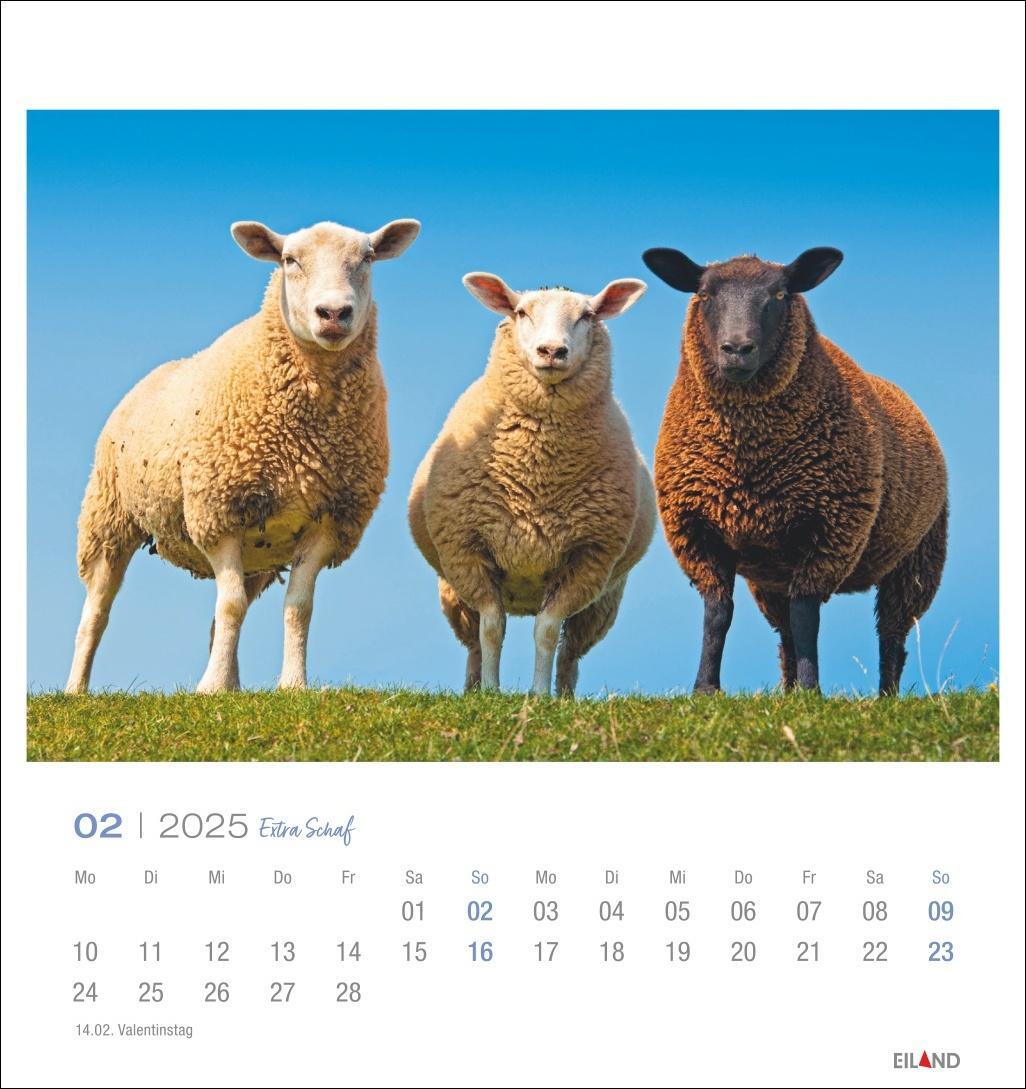Bild: 9783964023254 | Extra Schaf Postkartenkalender 2025 | Eiland | Kalender | 13 S. | 2025
