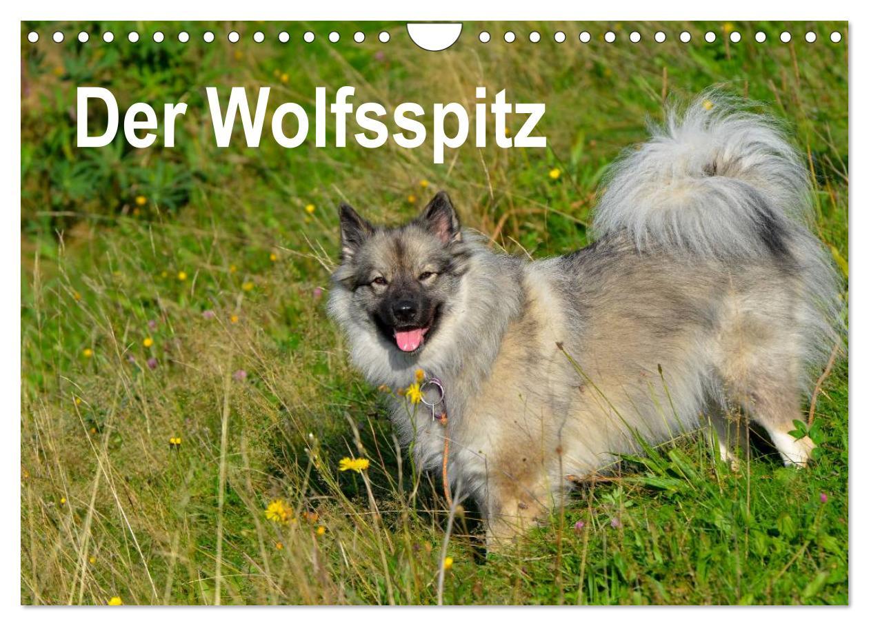 Cover: 9783435805457 | Der Wolfsspitz (Wandkalender 2025 DIN A4 quer), CALVENDO...