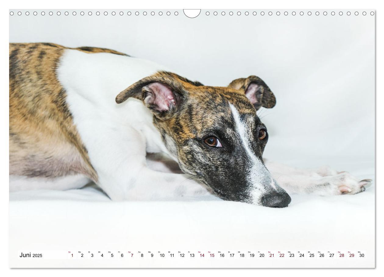 Bild: 9783383941634 | Der Whippet - ein Seelenhund (Wandkalender 2025 DIN A3 quer),...