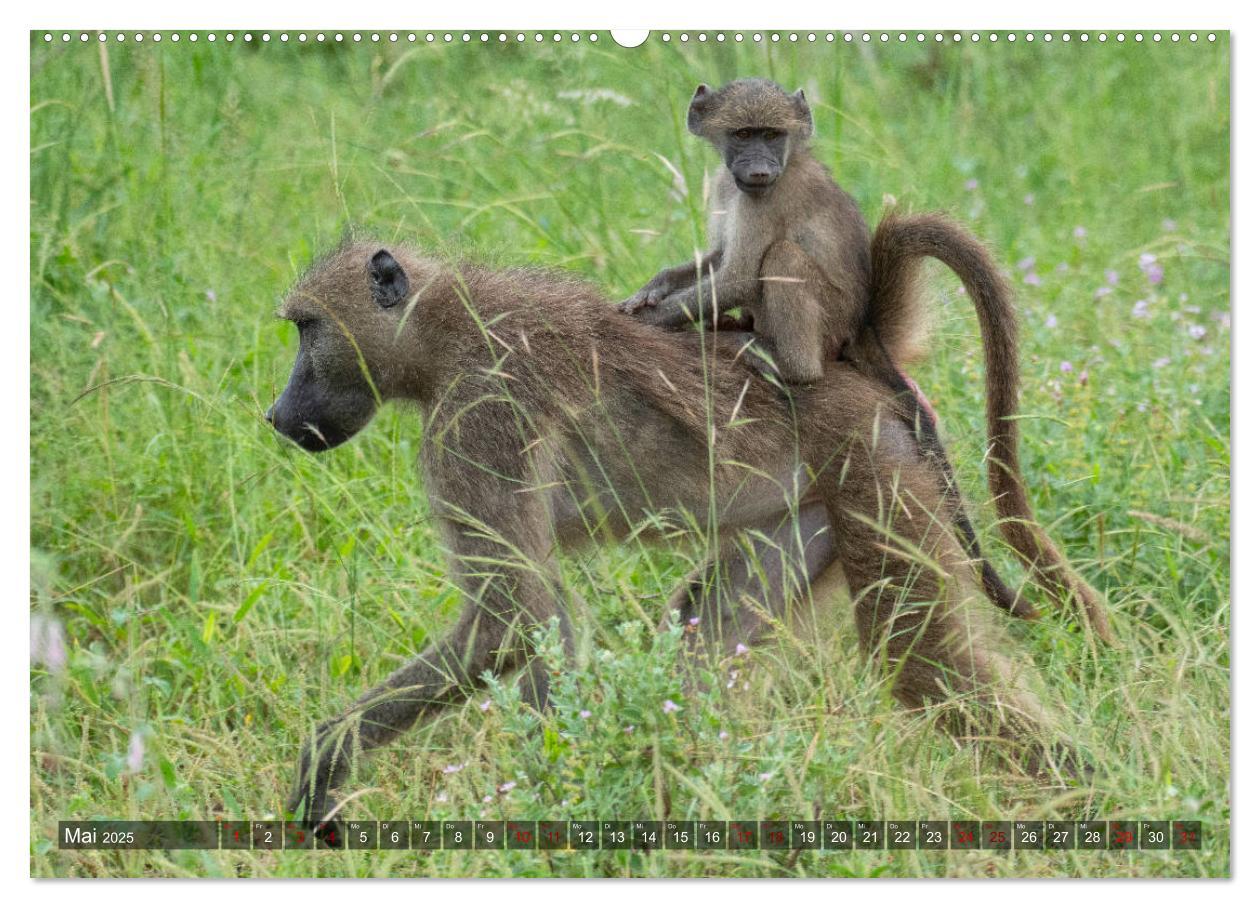 Bild: 9783435118694 | Afrikas Tierwelt, Safari im südlichen Afrika (Wandkalender 2025 DIN...