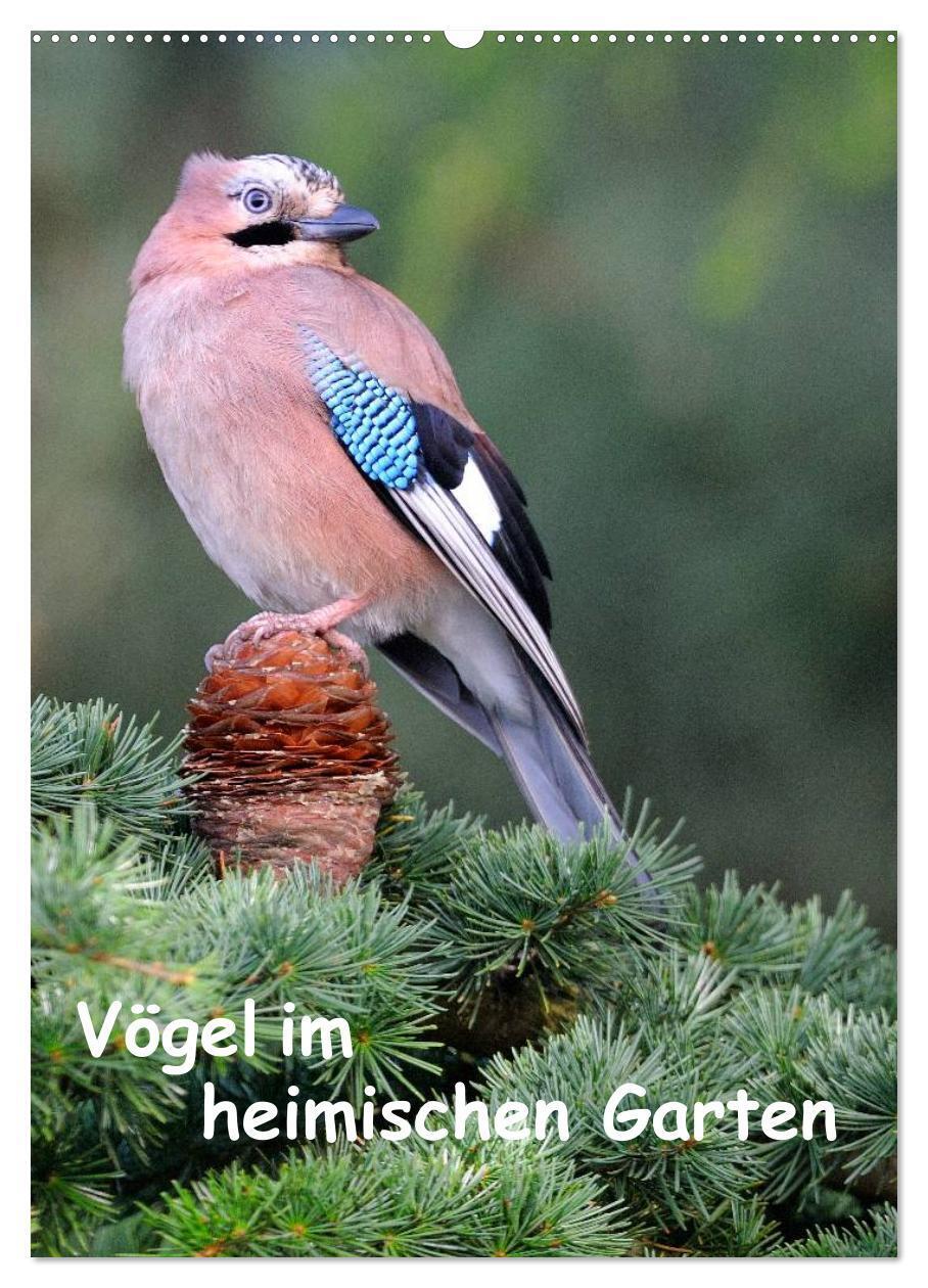 Cover: 9783383402371 | Vögel im heimischen Garten (Wandkalender 2024 DIN A2 hoch),...