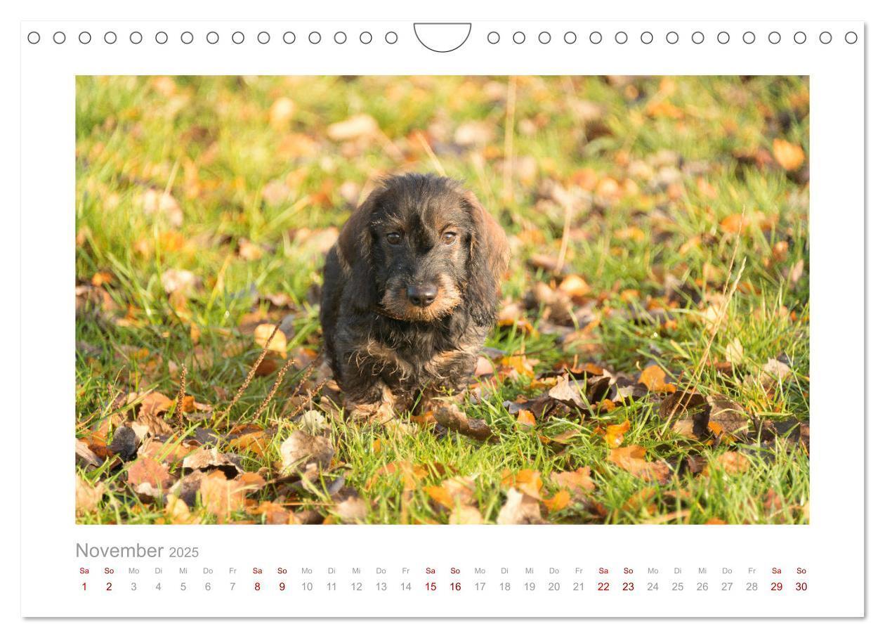 Bild: 9783435104710 | Dackelblicke - ein bezaubernder Rauhaardackel (Wandkalender 2025...