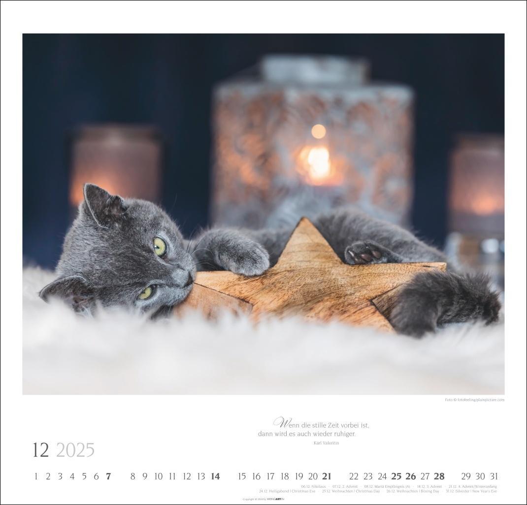 Bild: 9783839900963 | Katzen - Diven auf Samtpfoten Kalender 2025 - Diven auf Samtpfoten