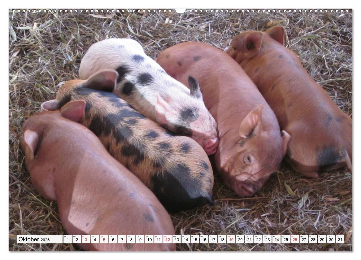 Bild: 9783435601400 | Von Säuen die Schwein haben! (Wandkalender 2025 DIN A2 quer),...