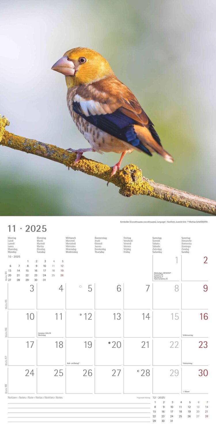 Bild: 4251732340728 | Vögel 2025 - Broschürenkalender 30x30 cm (30x60 geöffnet) -...