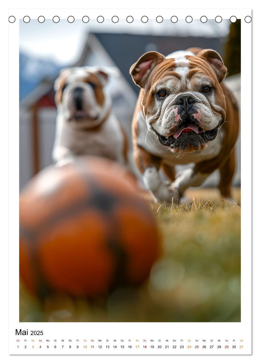 Bild: 9783457175767 | Englische Bulldogge - sanfter Kumpel (Tischkalender 2025 DIN A5...