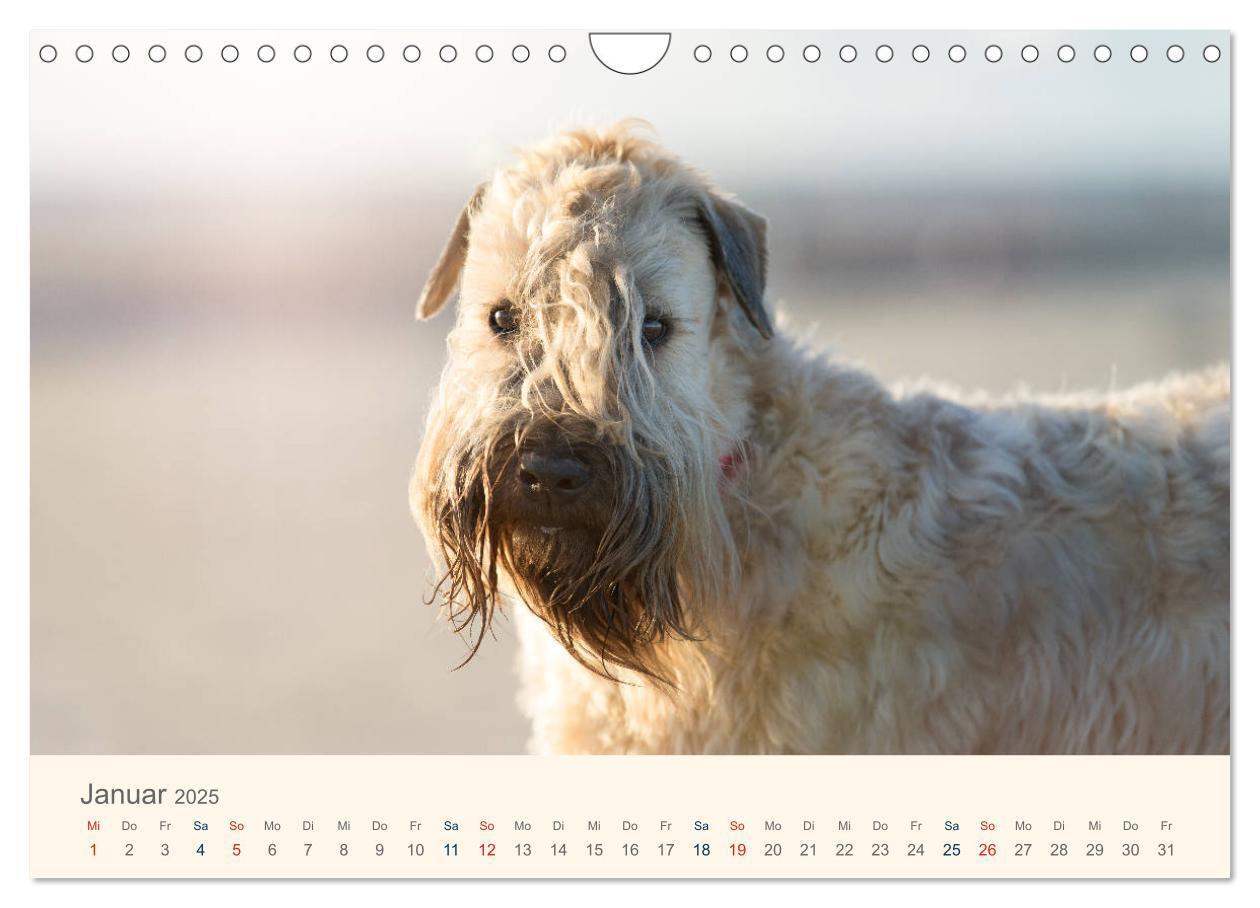 Bild: 9783435427901 | IRISH SOFT COATED WHEATEN TERRIER 2025 (Wandkalender 2025 DIN A4...