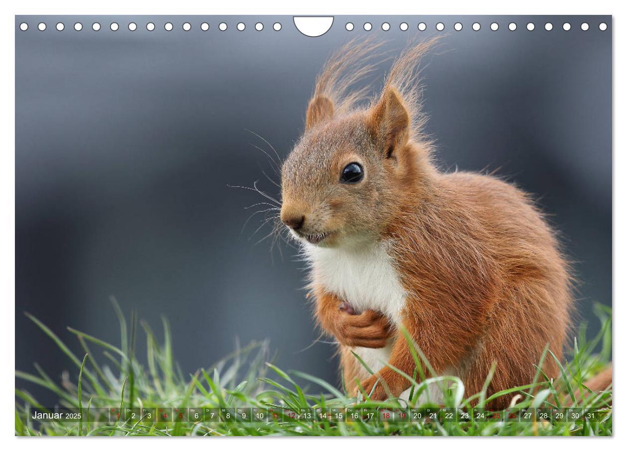 Bild: 9783435345854 | Eichhörnchen Luna und ihre Kinder (Wandkalender 2025 DIN A4 quer),...