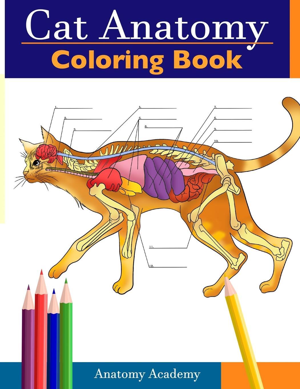 Cover: 9781914207488 | Cat Anatomy Coloring Book | Anatomy Academy | Taschenbuch | Paperback