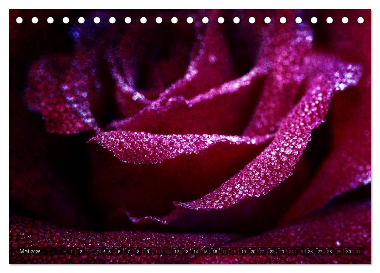 Bild: 9783435659104 | Gothic Rose - Rosen aus dem Garten der Finsternis (Tischkalender...