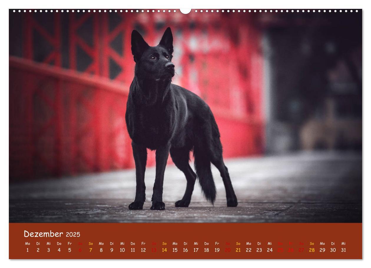 Bild: 9783435350315 | Schäferhunde und Ihre Vielfalt (Wandkalender 2025 DIN A2 quer),...