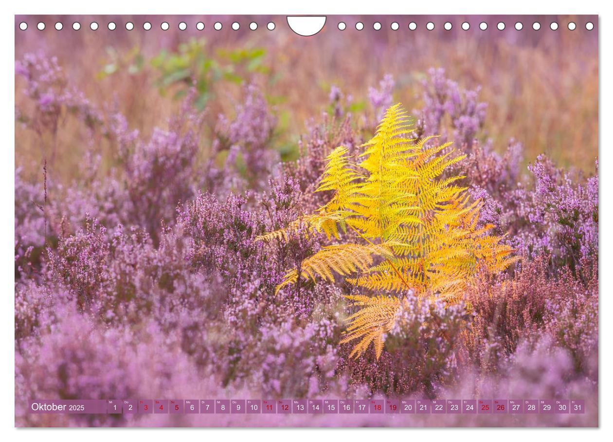 Bild: 9783383960413 | Romantische Heideblüte (Wandkalender 2025 DIN A4 quer), CALVENDO...