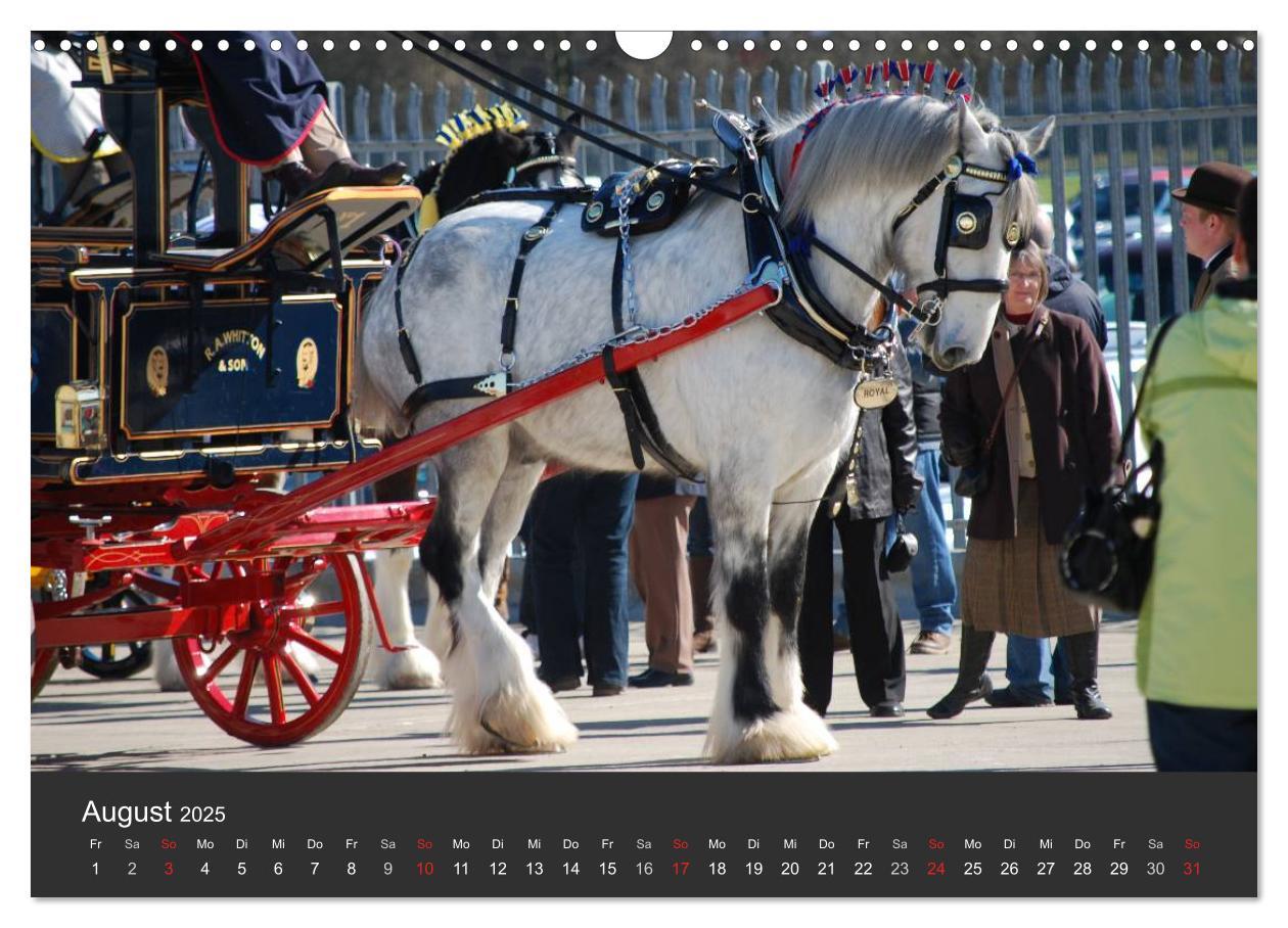 Bild: 9783435761708 | Shire Horse ¿ Prunkvolle Giganten (Wandkalender 2025 DIN A3 quer),...