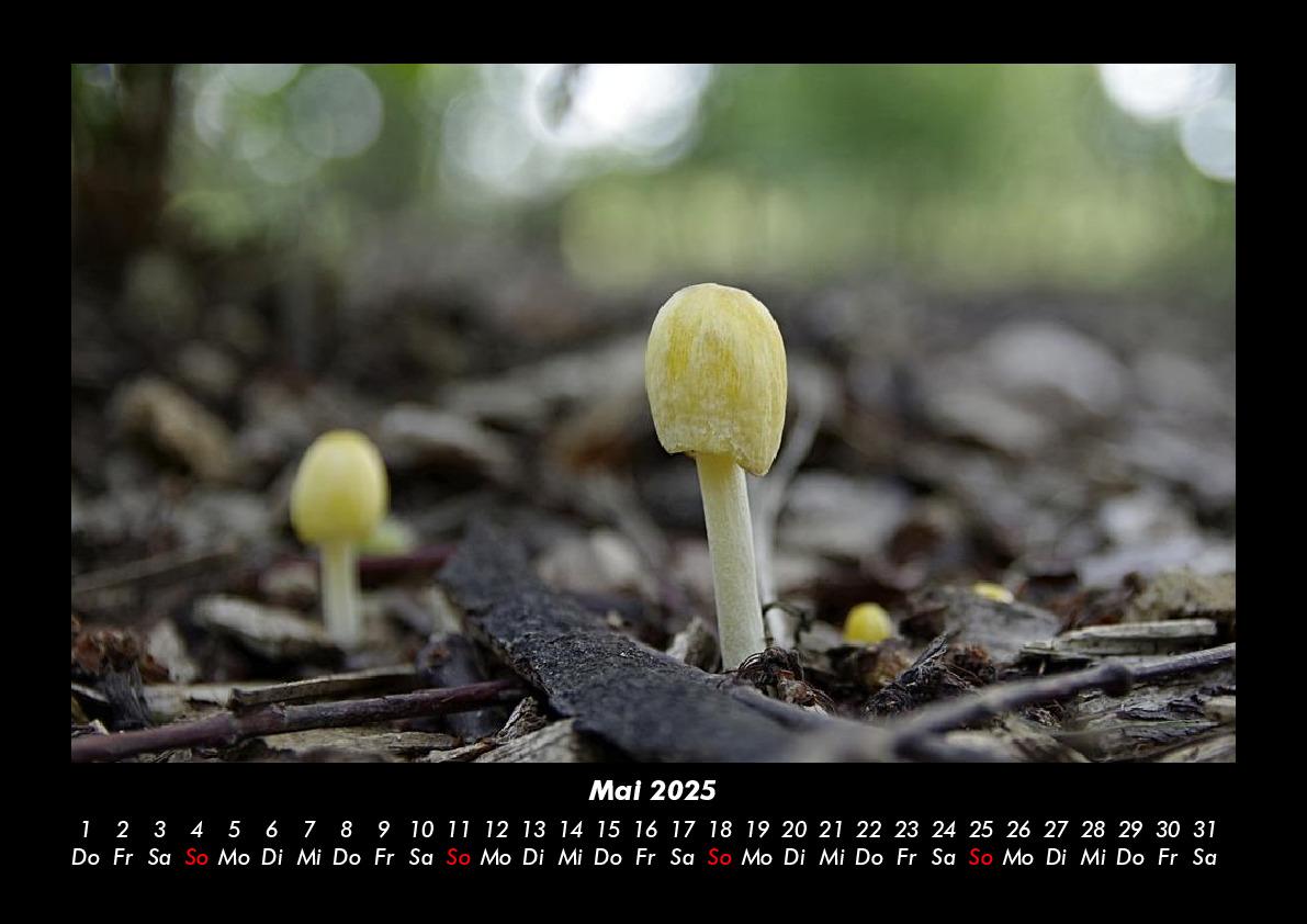 Bild: 9783755975960 | Pilzkalender 2025 Fotokalender DIN A3 | Tobias Becker | Kalender