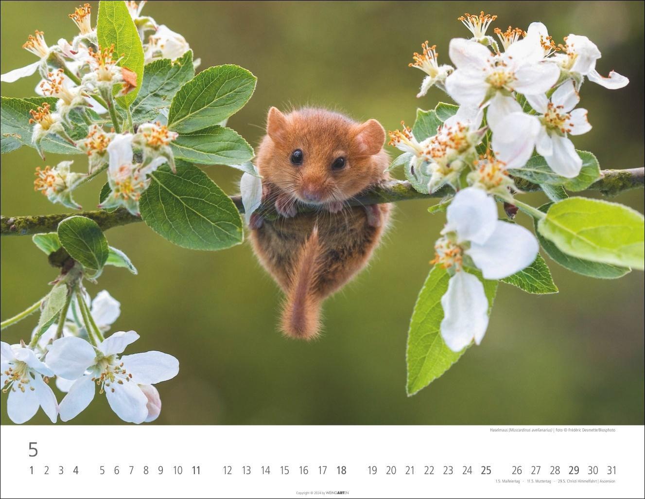 Bild: 9783839901144 | Heimische Wildtiere Kalender 2025 | Kalender | Spiralbindung | 14 S.