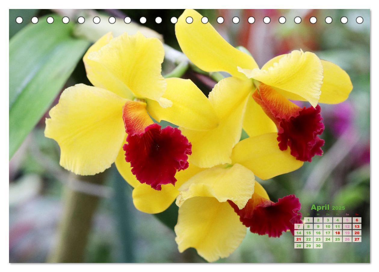 Bild: 9783383914799 | Schönste Orchideen (Tischkalender 2025 DIN A5 quer), CALVENDO...