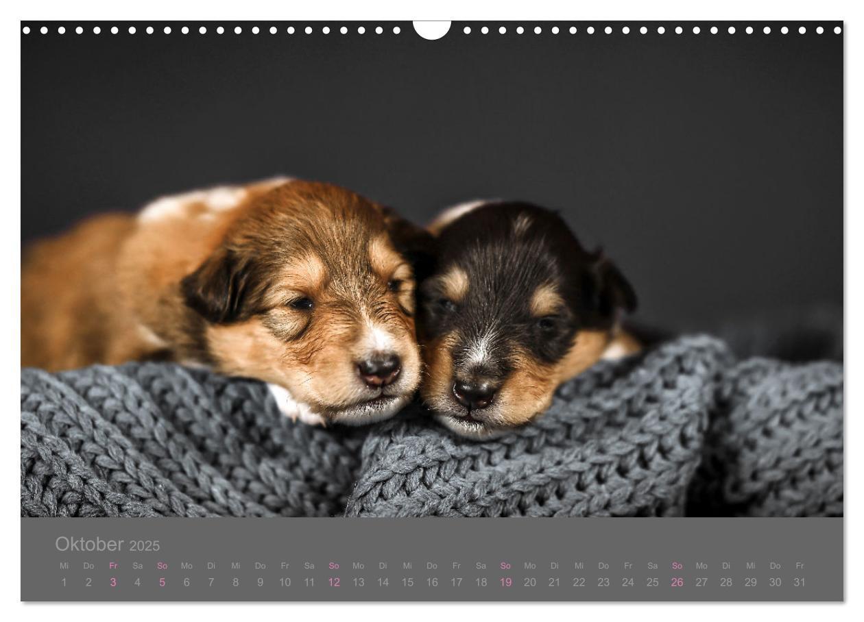 Bild: 9783435029860 | Collie Welpen einfach zuckersüß (Wandkalender 2025 DIN A3 quer),...