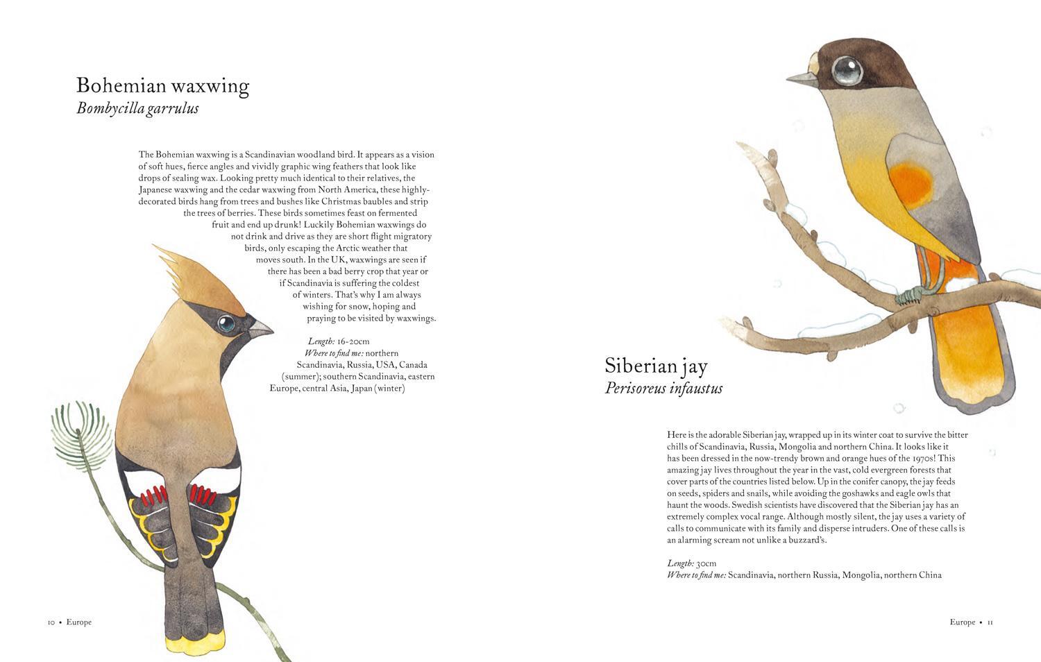 Bild: 9781843654063 | Atlas of Amazing Birds | Matt Sewell | Buch | Gebunden | Englisch