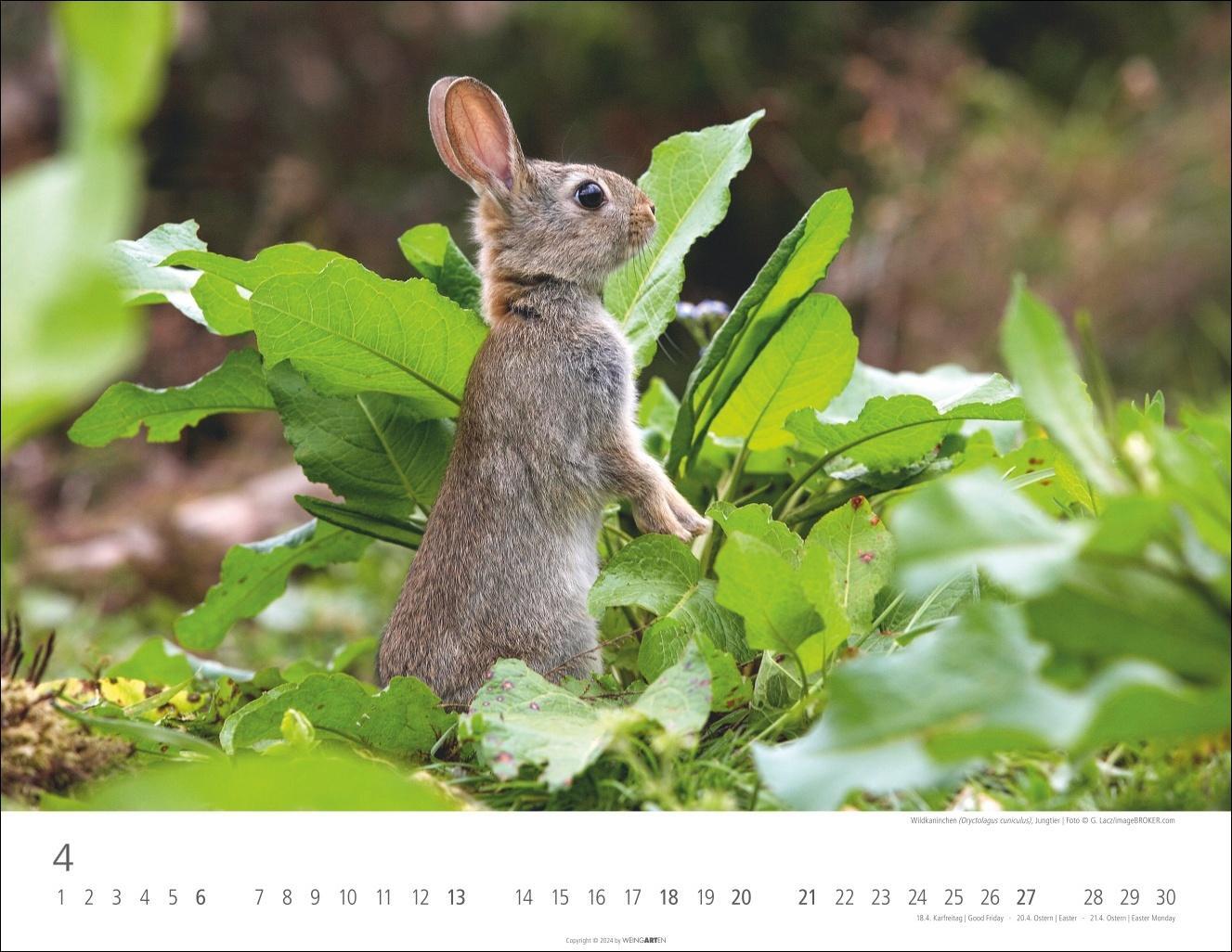 Bild: 9783839901144 | Heimische Wildtiere Kalender 2025 | Kalender | Spiralbindung | 14 S.