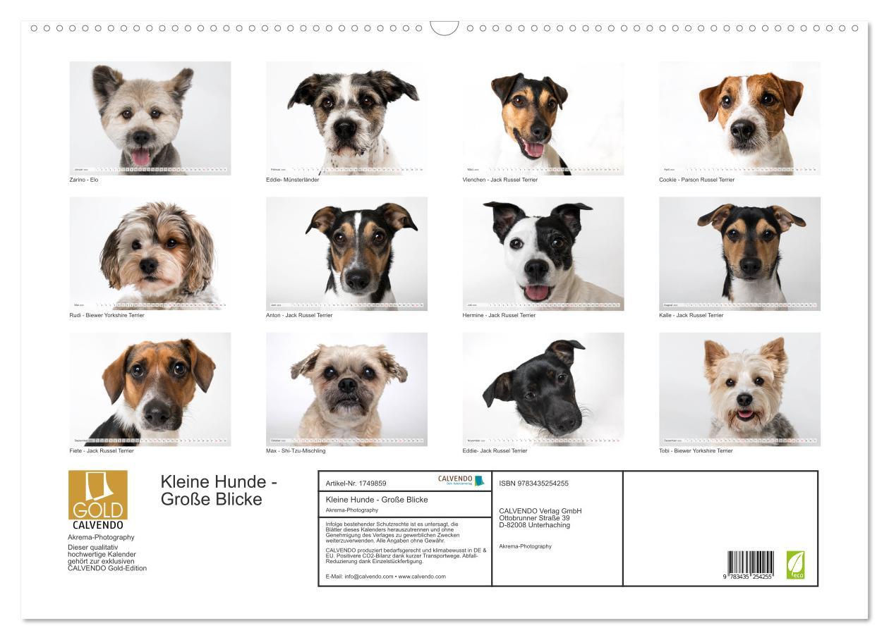 Bild: 9783435254255 | Kleine Hunde - Große Blicke (Wandkalender 2025 DIN A2 quer),...