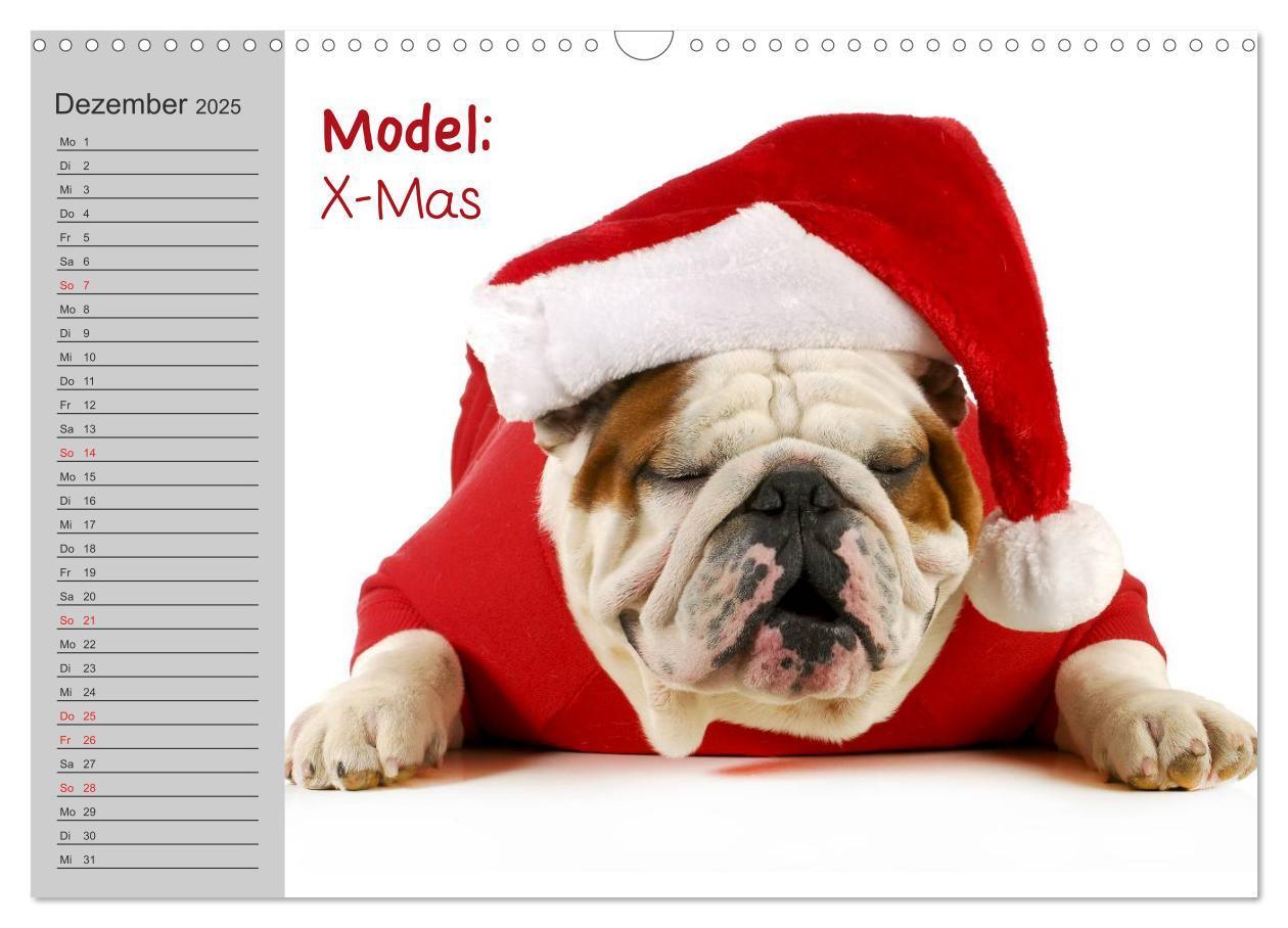 Bild: 9783435539048 | English Bulldog XXL Models (Wandkalender 2025 DIN A3 quer),...