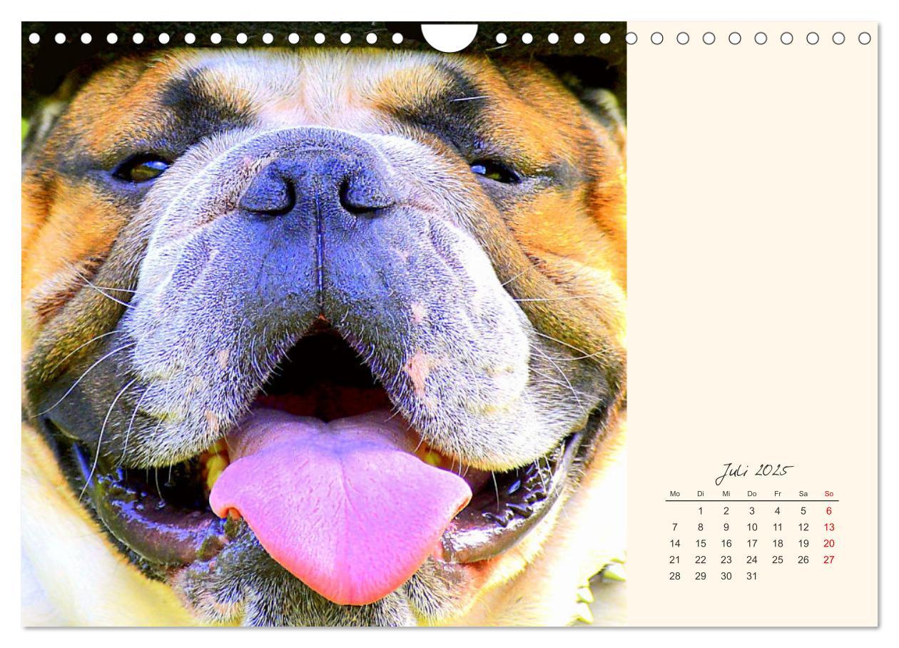 Bild: 9783435067367 | Dicke Freunde. Englische Bulldoggen (Wandkalender 2025 DIN A4...