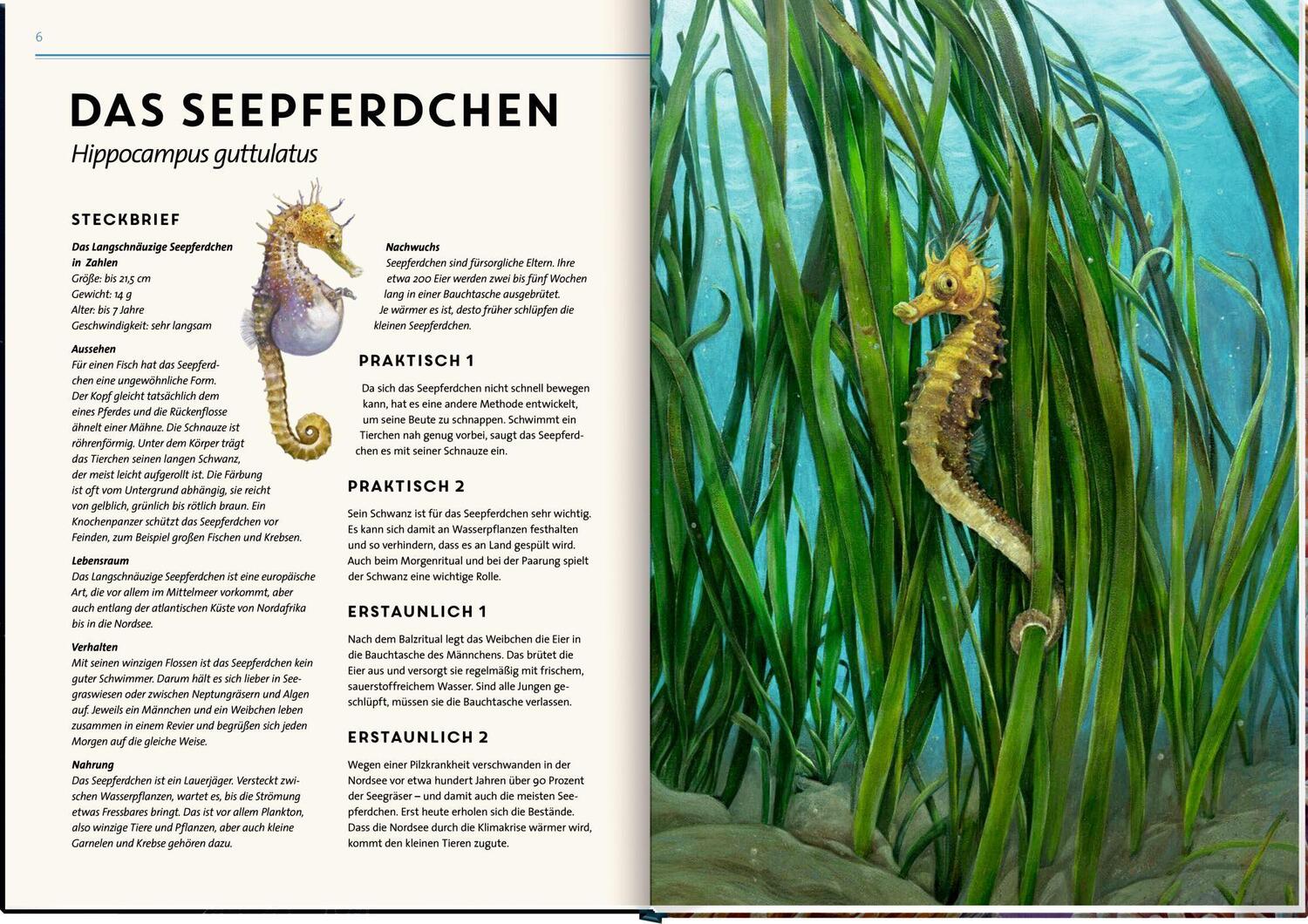 Bild: 9783649640936 | Lebensgroß | Tiere der Meere und Ozeane | Holger Haag | Buch | Deutsch