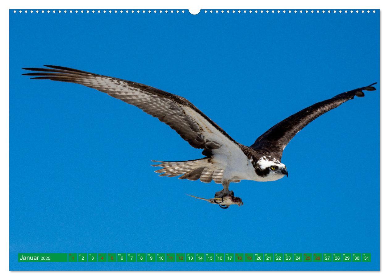 Bild: 9783383893650 | Greifvögel - wild und schön (Wandkalender 2025 DIN A2 quer),...