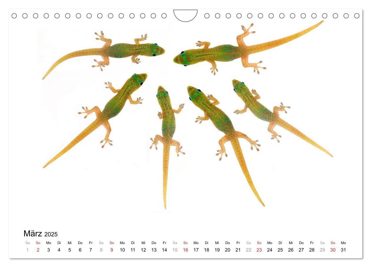 Bild: 9783435819423 | Der kleine Gecko und seine Freunde (Wandkalender 2025 DIN A4 quer),...