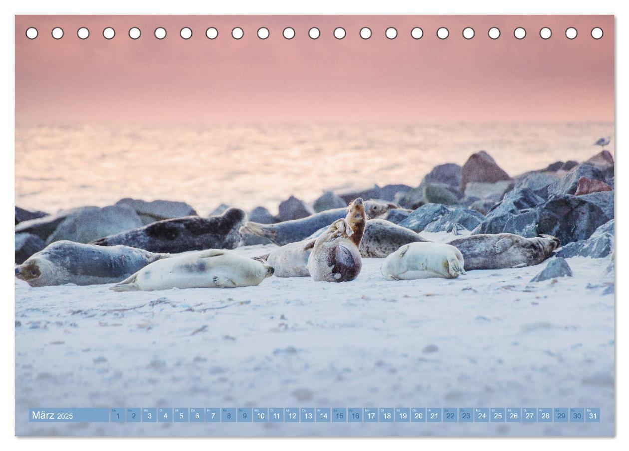 Bild: 9783435250912 | Kegelrobben - Die Kegelrobben von Helgoland (Tischkalender 2025 DIN...