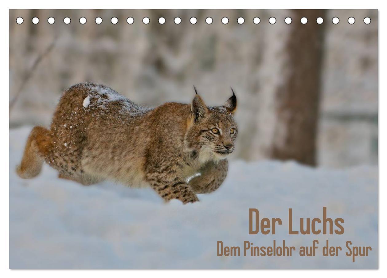 Cover: 9783435687510 | Der Luchs - Dem Pinselohr auf der Spur (Tischkalender 2025 DIN A5...