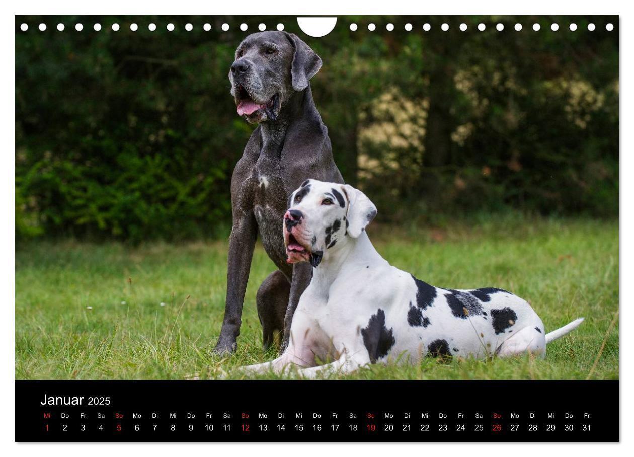 Bild: 9783435762293 | Deutsche Dogge 2025 (Wandkalender 2025 DIN A4 quer), CALVENDO...