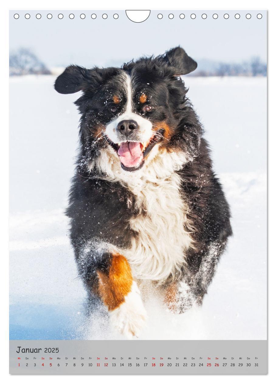 Bild: 9783457159149 | Berner Sennenhund - Ein Hund für alle Fälle (Wandkalender 2025 DIN...