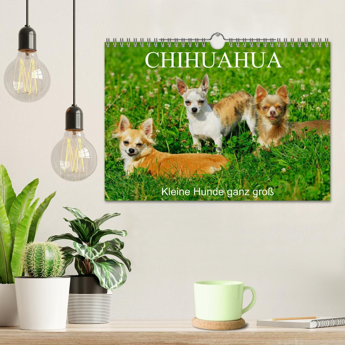 Bild: 9783435767113 | Chihuahua - Kleine Hunde ganz groß (Wandkalender 2025 DIN A4 quer),...