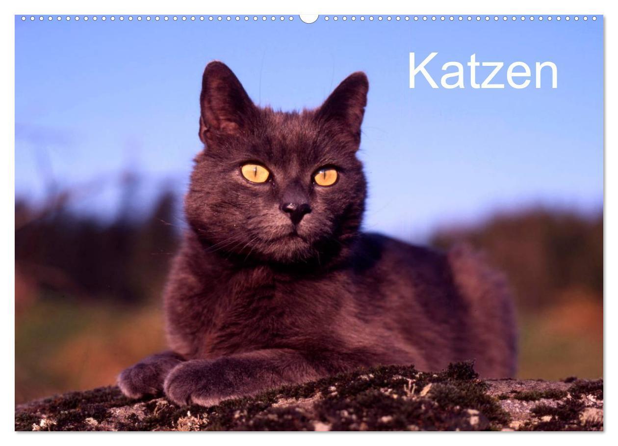 Cover: 9783675590076 | Katzen (Wandkalender 2024 DIN A2 quer), CALVENDO Monatskalender | 2024