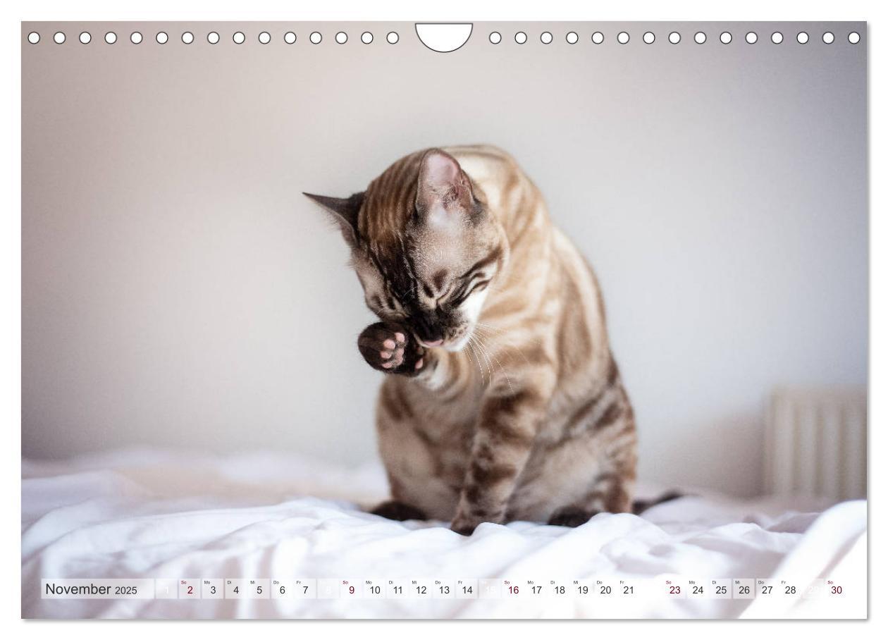 Bild: 9783435178889 | Wildes Wohnzimmer - Die Bengalkatze (Wandkalender 2025 DIN A4...