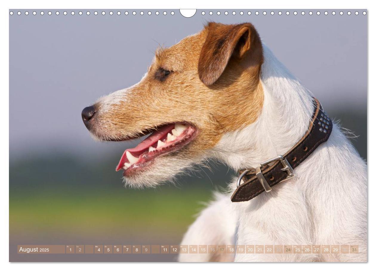 Bild: 9783435633616 | Faszination Terrier (Wandkalender 2025 DIN A3 quer), CALVENDO...